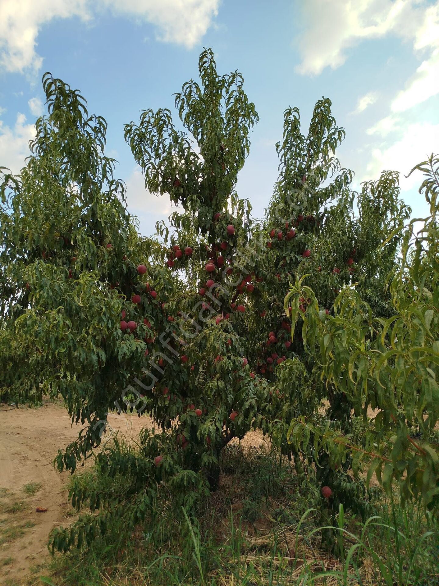 Royal Glory Şeftali Fidanı