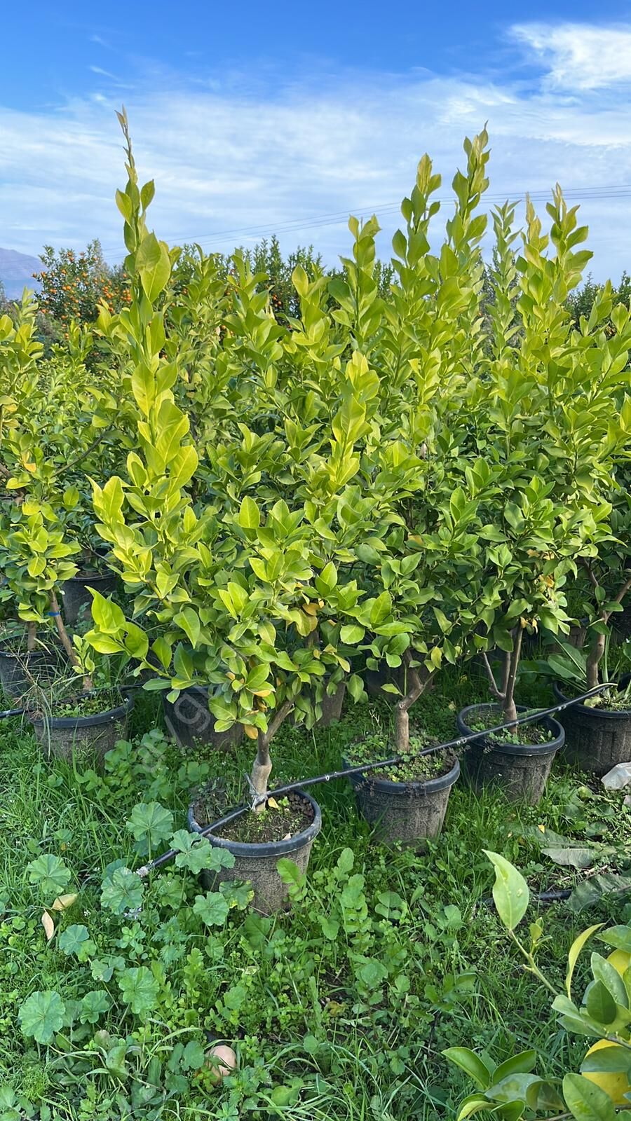 Yetişkin Yediveren Limon Fidanı