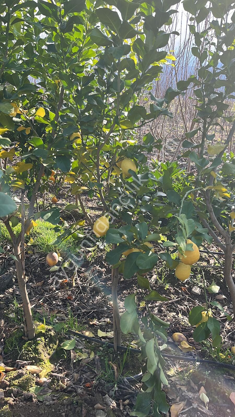 Yetişkin Yediveren Limon Fidanı