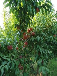 Hale Şeftali Fidanı