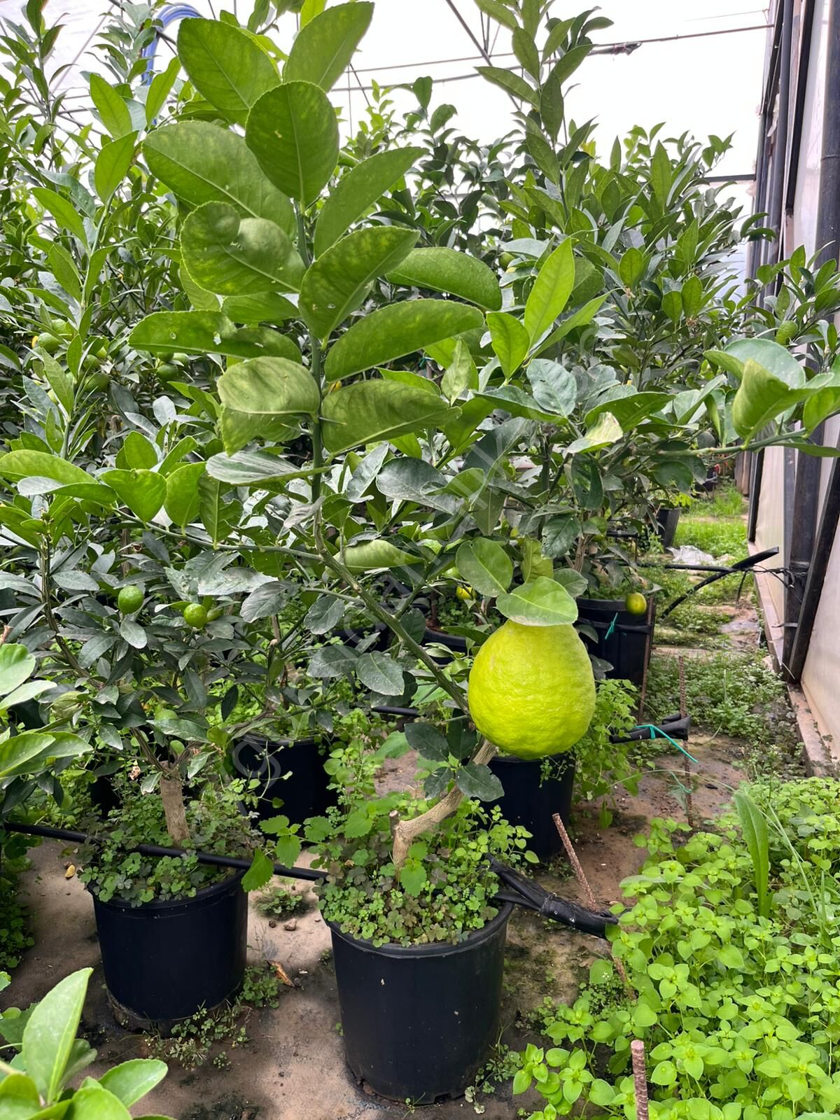 Yetişkin Jumbo Limon Fidanı