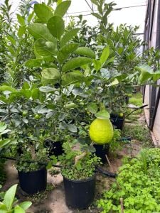 Yetişkin Jumbo Limon Fidanı