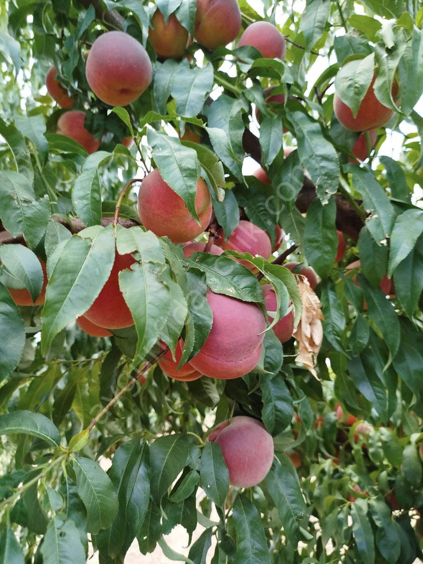 Cresthaven Şeftali Fidanı