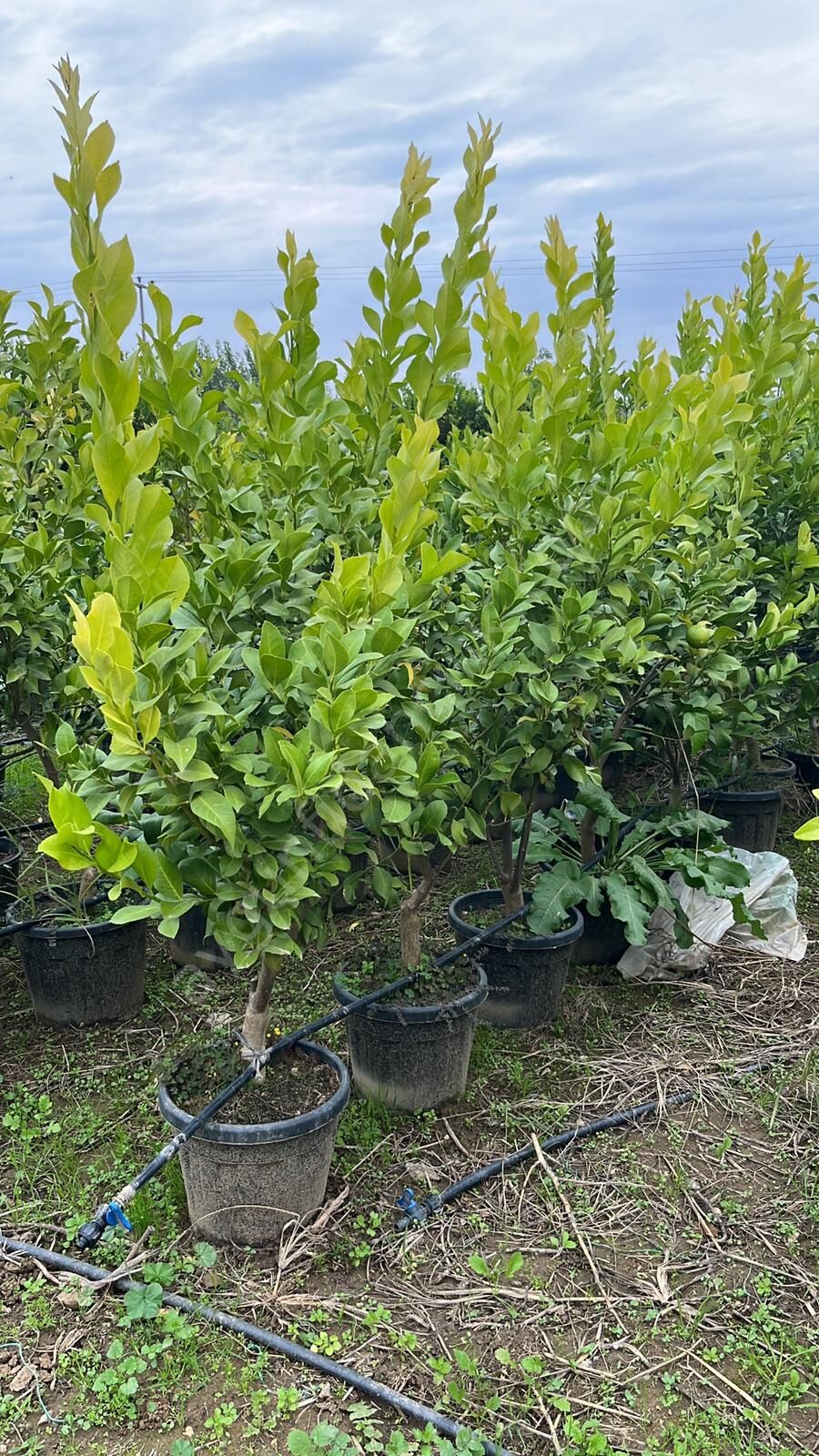 Yetişkin Enterdonat Limon Fidanı