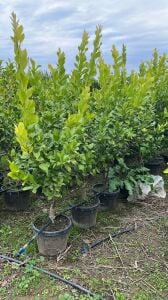 Yetişkin Enterdonat Limon Fidanı