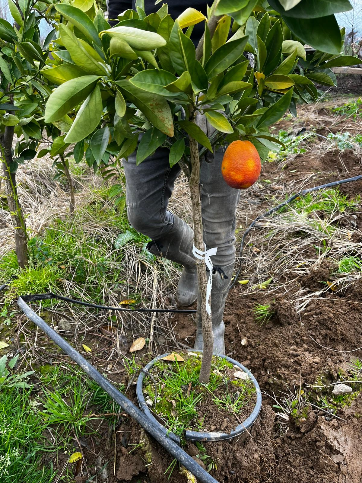 Yetişkin Kanlı Washington Portakal Fidanı
