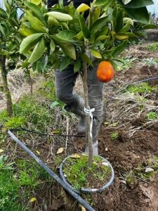 Yetişkin Kanlı Washington Portakal Fidanı