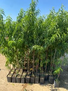 Glohaven Şeftali Fidanı