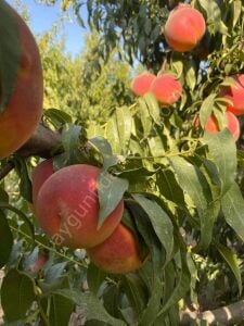 Glohaven Şeftali Fidanı