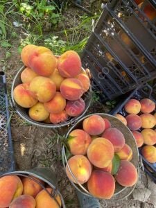 Glohaven Şeftali Fidanı