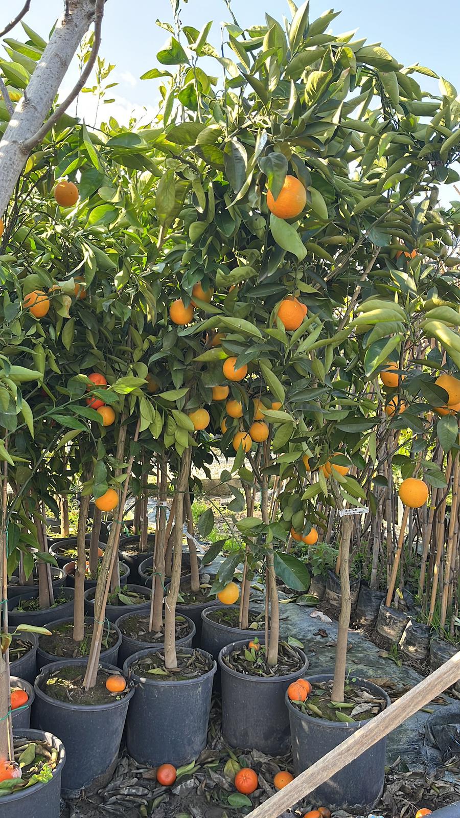 Yetişkin Valensia Yaz Portakalı Fidanı