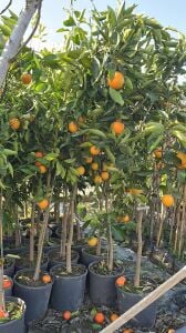 Yetişkin Valensia Yaz Portakalı Fidanı