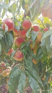 Bursa Yarma Şeftali Fidanı