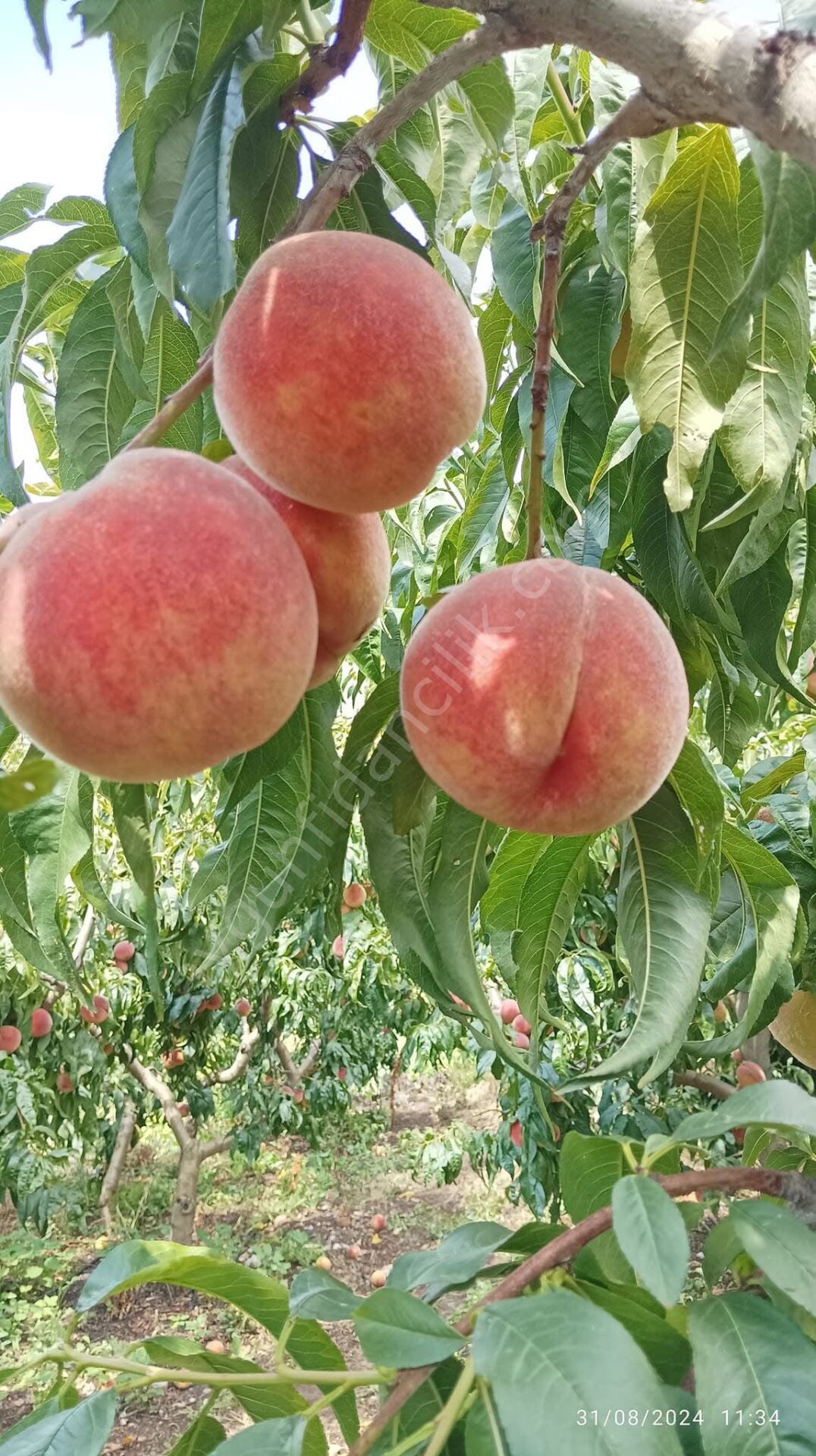 Bursa Yarma Şeftali Fidanı
