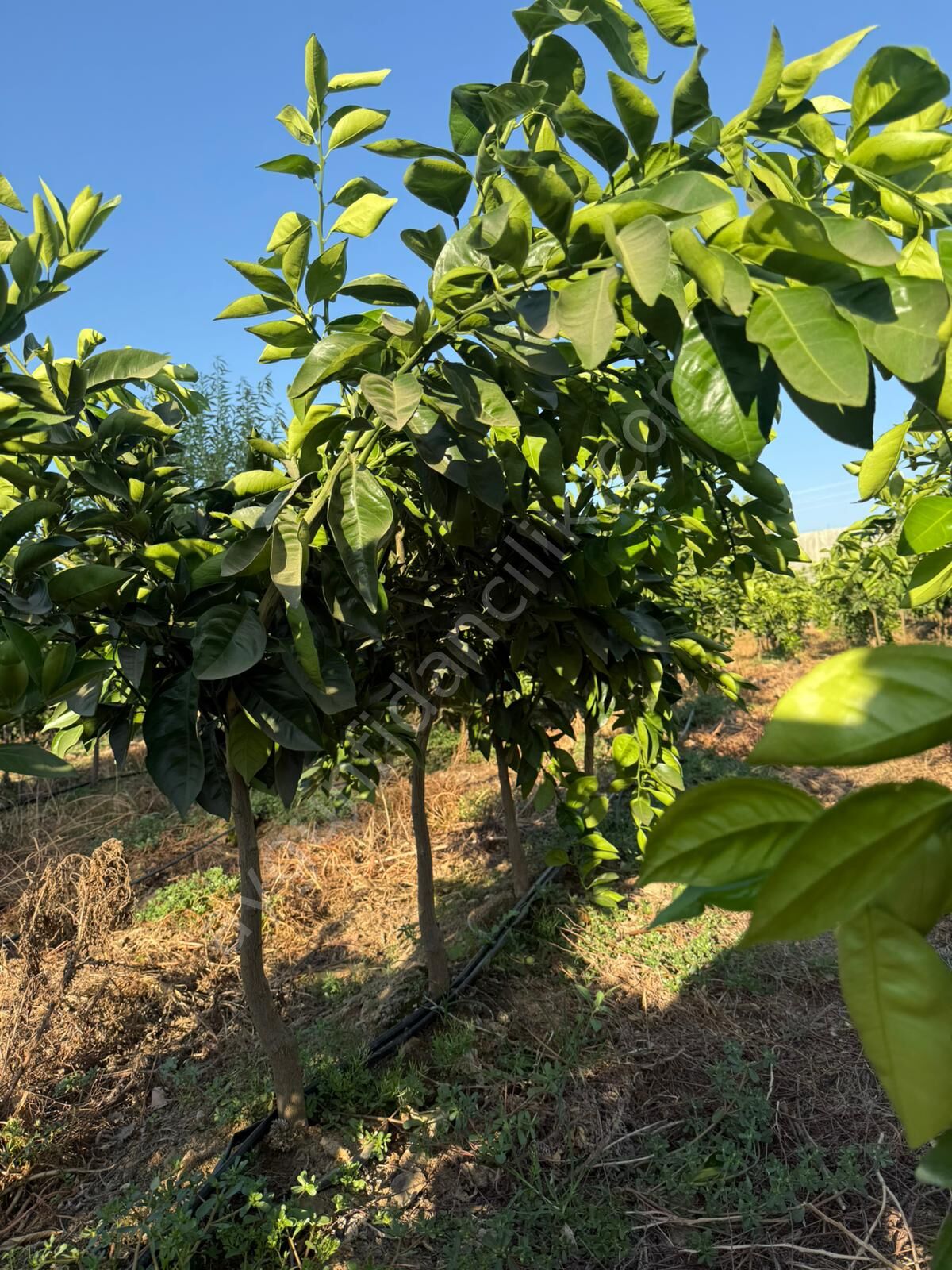 Yetişkin Washington Portakal Fidanı