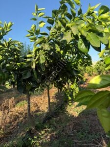 Yetişkin Washington Portakal Fidanı