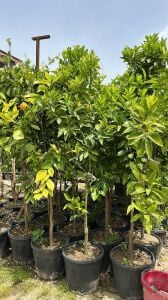 Yetişkin Washington Portakal Fidanı