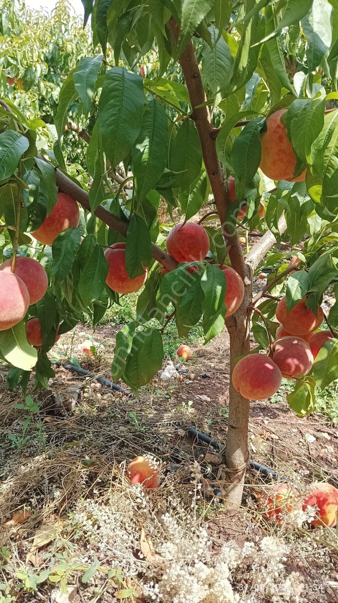 Monreo Şeftali Fidanı