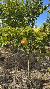 Yetişkin Kanlı Greyfurt Fidanı