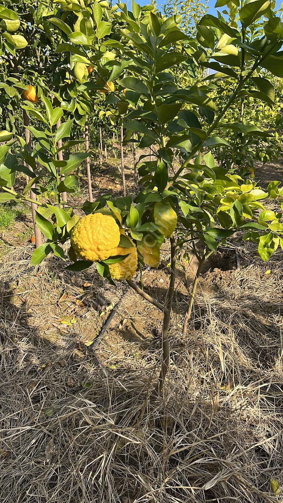 Yetişkin Bergomot Fidanı