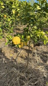 Yetişkin Bergomot Fidanı