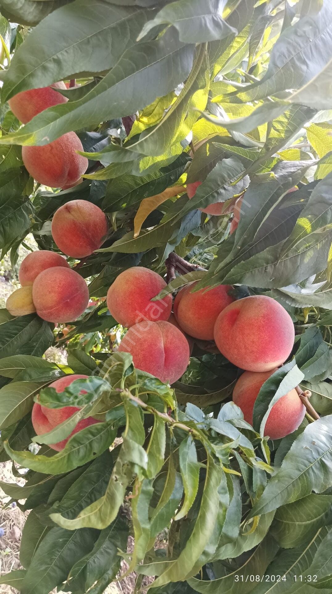 Elegant Lady Şeftali Fidanı