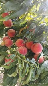 Elegant Lady Şeftali Fidanı