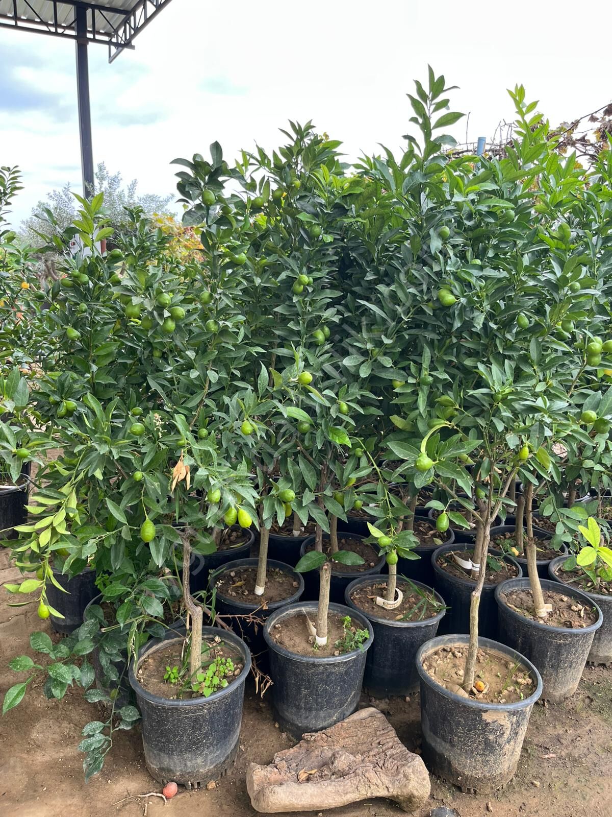 Yetişkin Limequat (Tavares) Limon Fidanı