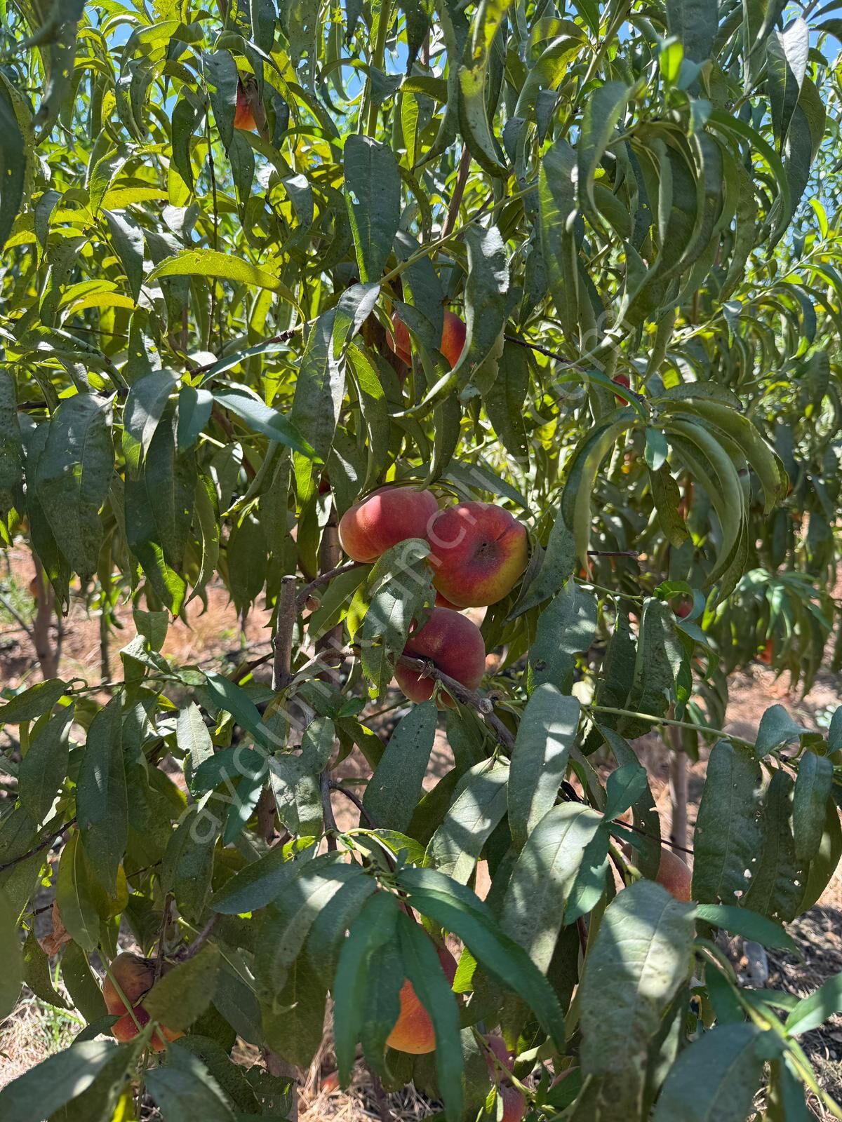 Yerli Domat Şeftali Fidanı