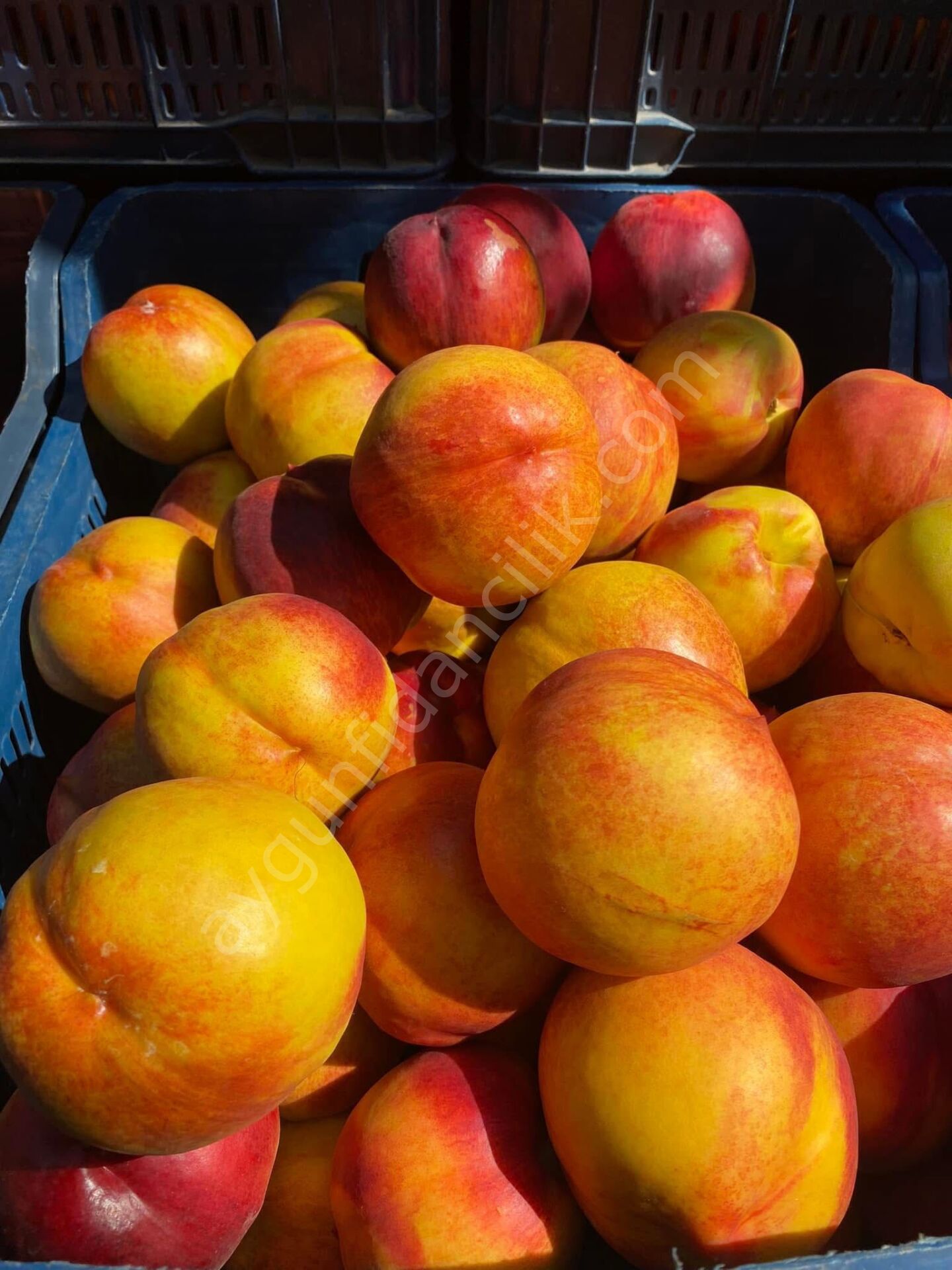 Fire Top Nektarin Fidanı