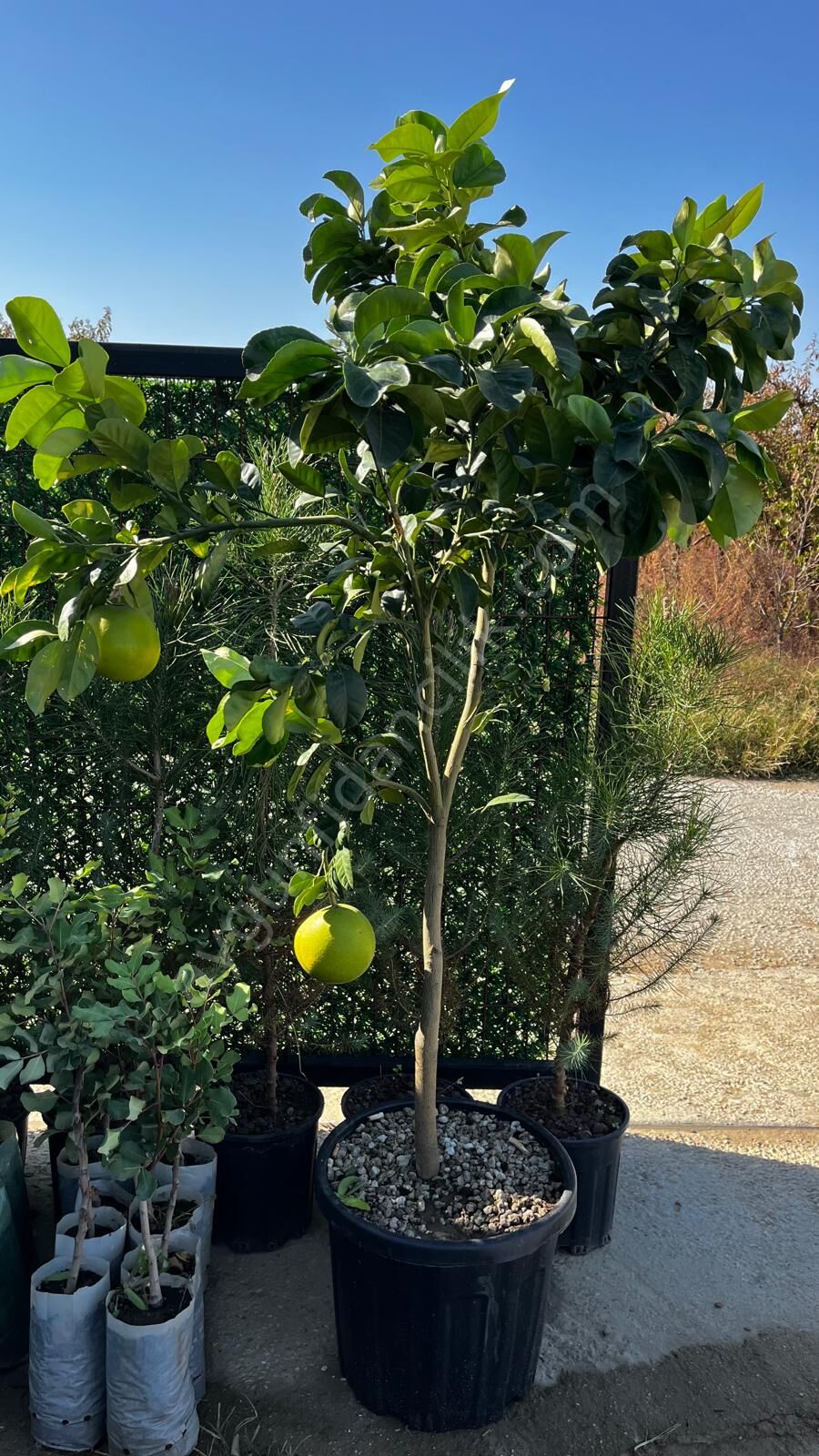 Yetişkin Şadok Ağaç Kavunu Fidanı (Citrus Pomelo)