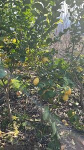 Yetişkin Şadok Ağaç Kavunu Fidanı (Citrus Pomelo)