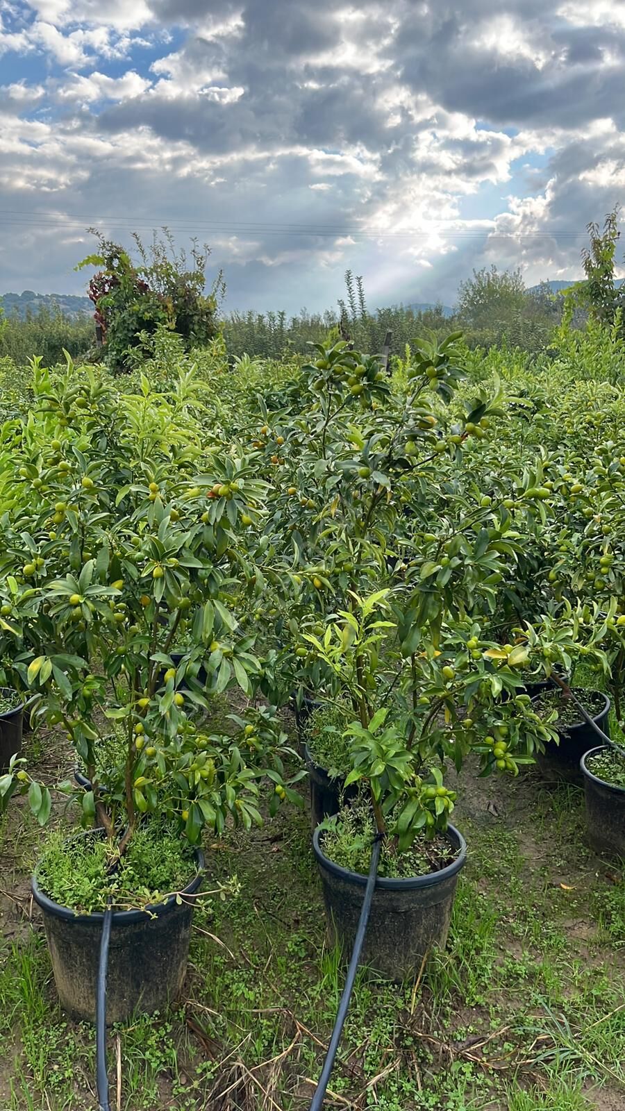 Yetişkin Kumkuat Fidanı