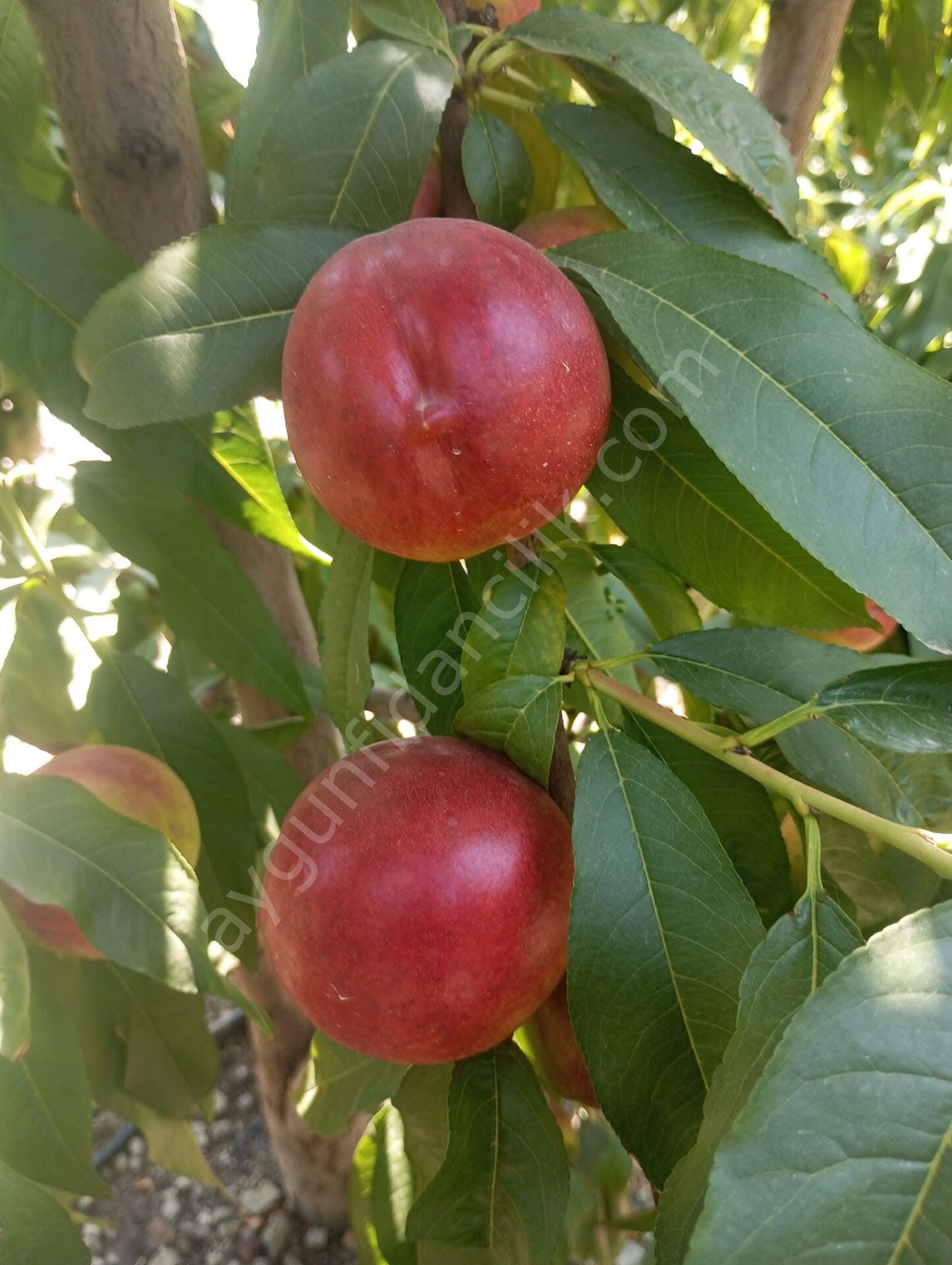 Sweet Lady Nektarin Fidanı