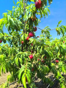 Sweet Lady Nektarin Fidanı