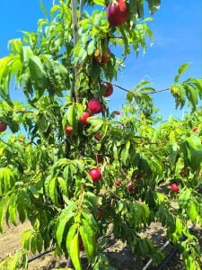 Sweet Lady Nektarin Fidanı