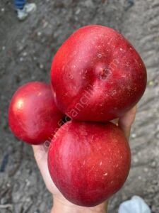 Sweet Lady Nektarin Fidanı