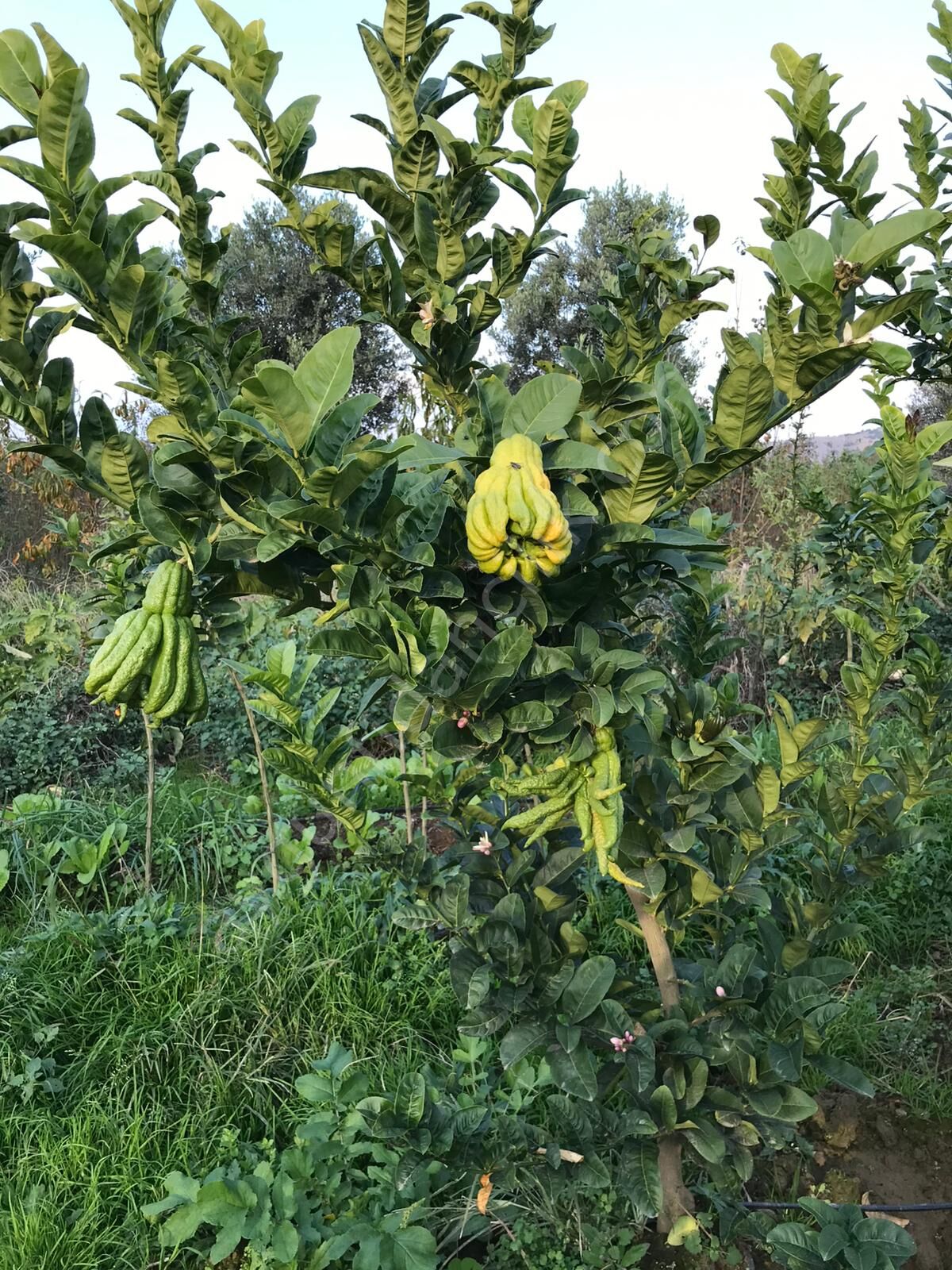 Yetişkin Budanın Eli Ağaç Kavunu Fidanı