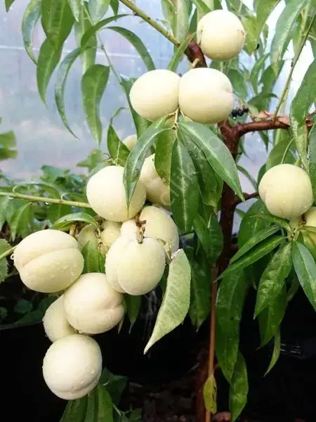 Bayramiç Beyazı (Çanakkale) Nektarin Fidanı