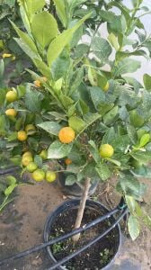 Yetişkin Kalomandin (Calamondin) Fidanı