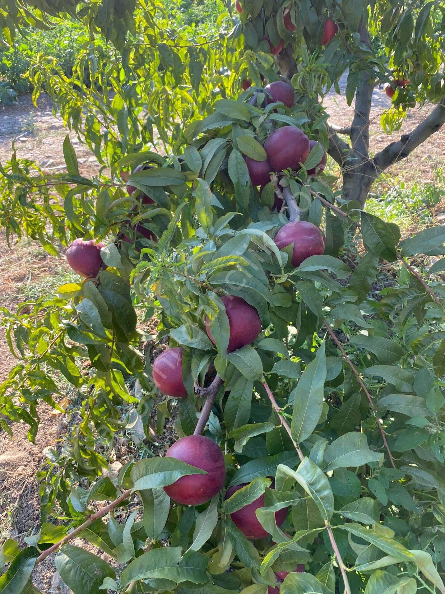 Amiga Nektarin Fidanı