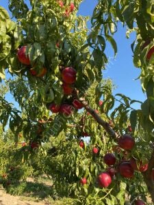 Amiga Nektarin Fidanı