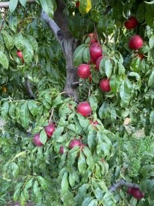 Venüs Nektarin Fidanı