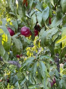 Venüs Nektarin Fidanı