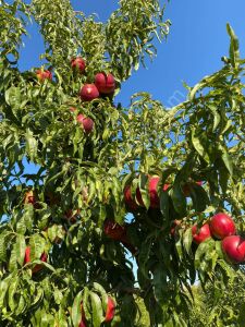 Big Top Nektarin Fidanı