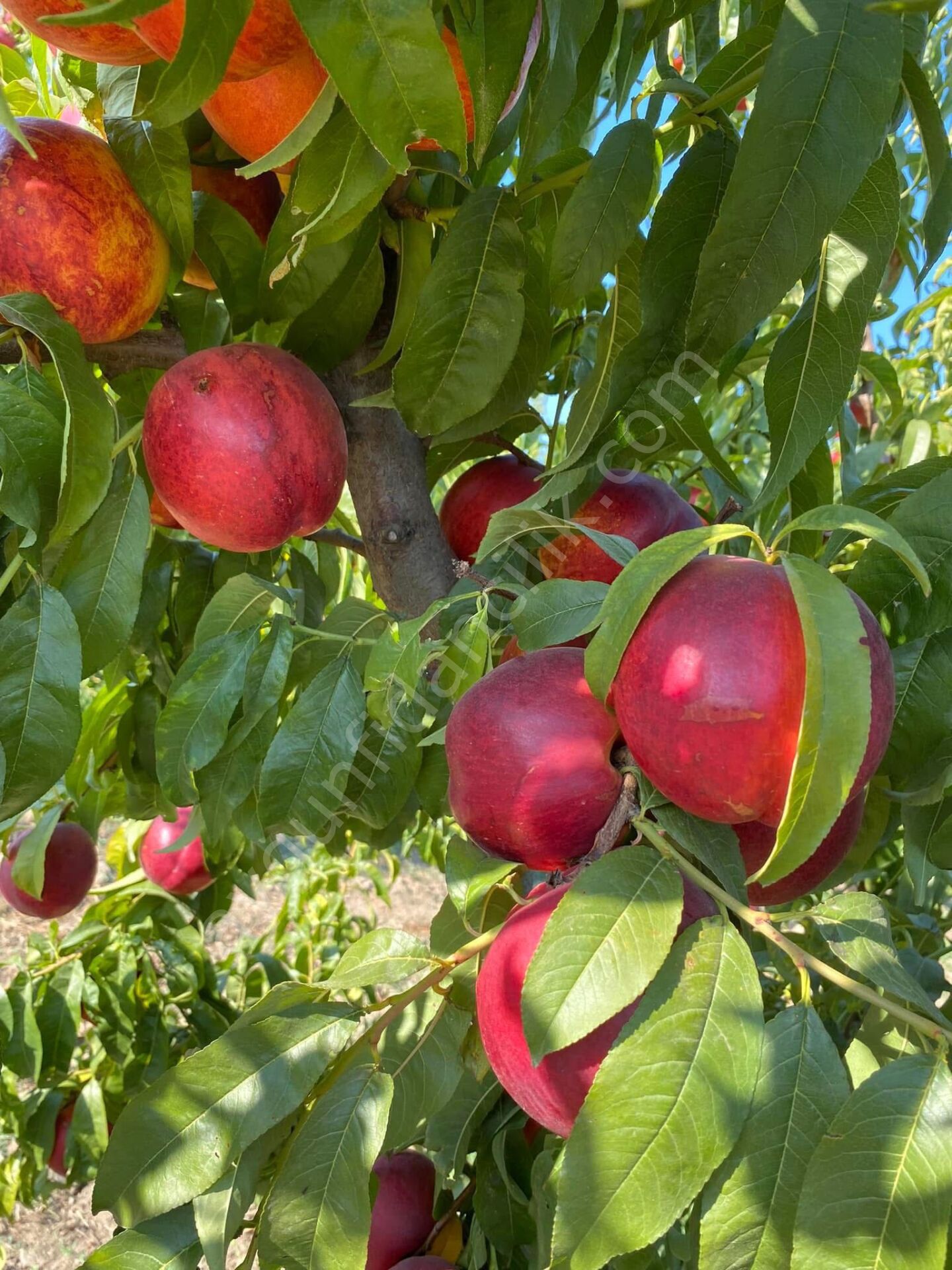 Big Top Nektarin Fidanı