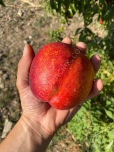 Big Top Nektarin Fidanı