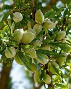 Nonpareil Badem Fidanı