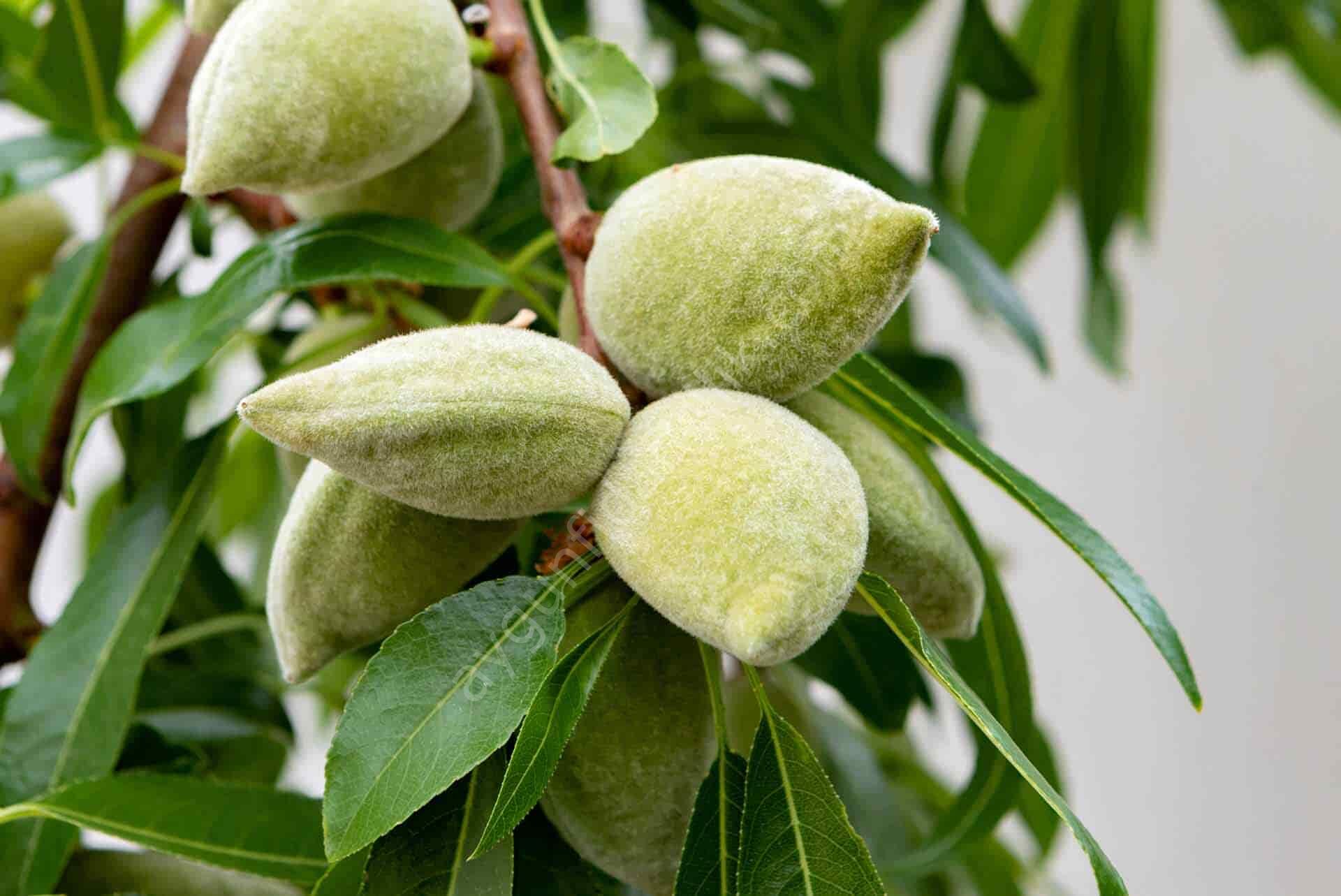 Çağla Badem Fidanı