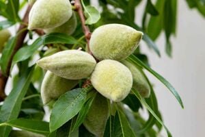 Çağla Badem Fidanı